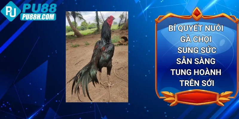 bi-quyet-nuoi-ga-choi-sung-suc-san-sang-tung-hoanh-tren-soi