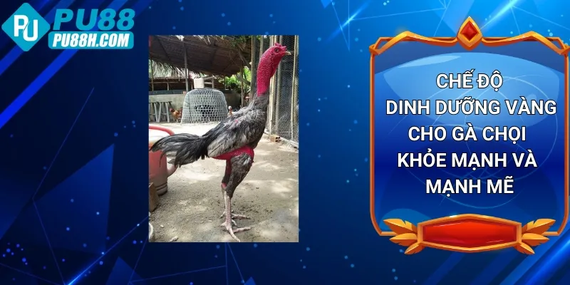 che-do-dinh-duong-vang-cho-ga-choi-khoe-manh-va-manh-me