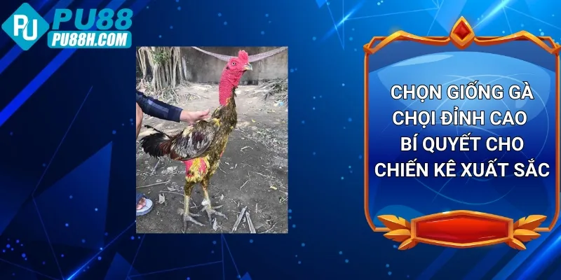 chon-giong-ga-choi-dinh-cao-bi-quyet-cho-chien-ke-xuat-sac