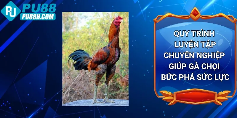 quy-trinh-luyen-tap-chuyen-nghiep-giup-ga-choi-but-pha-suc-luc